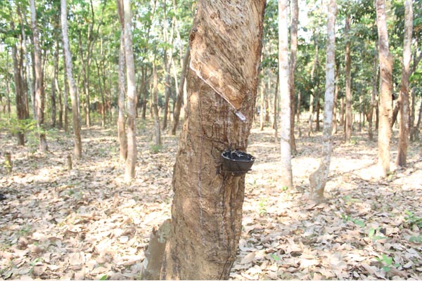 ODISHA FOREST DEVELOPEMENT CORPORATION